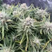 Nuka seeds Gorilla Auto