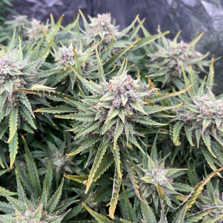 Nuka seeds Gorilla Auto