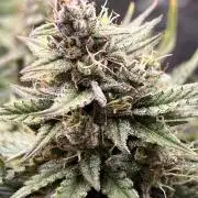 Nuka seeds Gorilla Auto