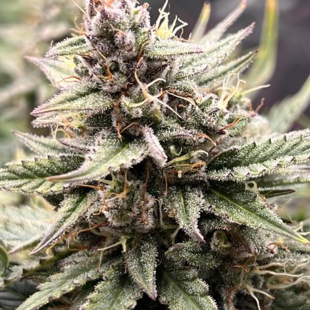 Nuka seeds Gorilla Auto