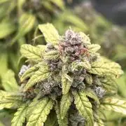 Nuka seeds Gorilla Auto