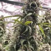 Nuka seeds Gorilla Auto