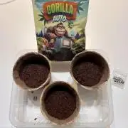 Nuka seeds Gorilla Auto