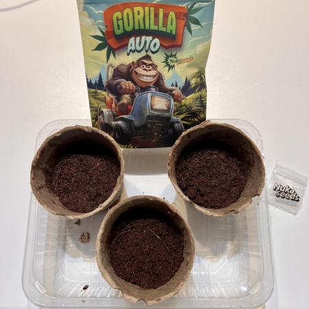 Nuka seeds Gorilla Auto
