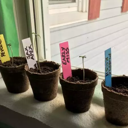 All-Organic Sunroom Grow