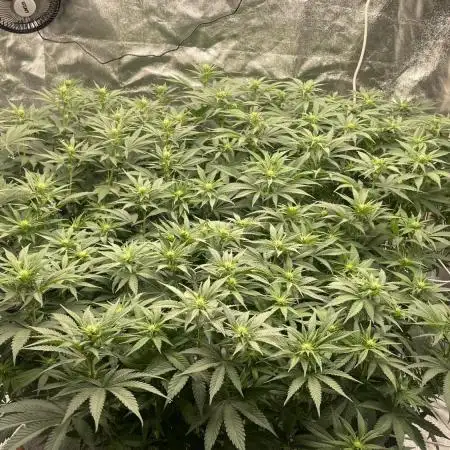 Sundae Driver