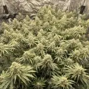 Sundae Driver