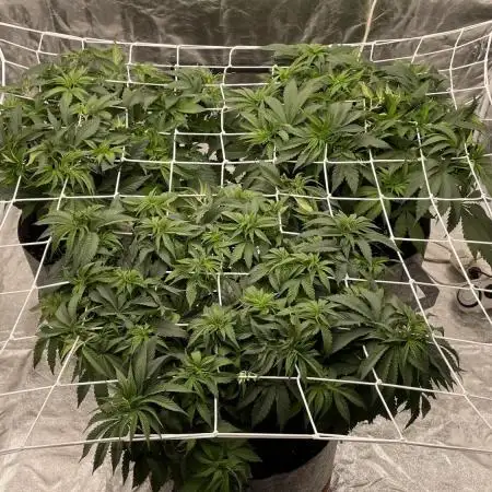 Sundae Driver