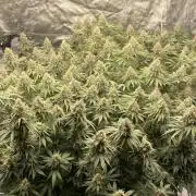 Sundae Driver