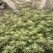 Sundae Driver