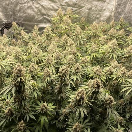 Sundae Driver