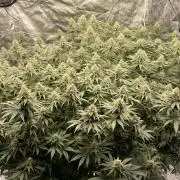 Sundae Driver
