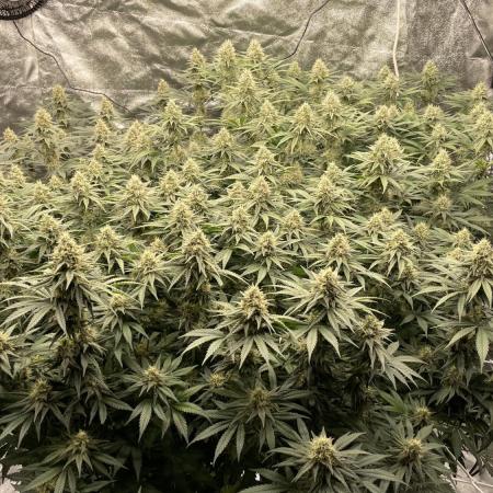 Sundae Driver