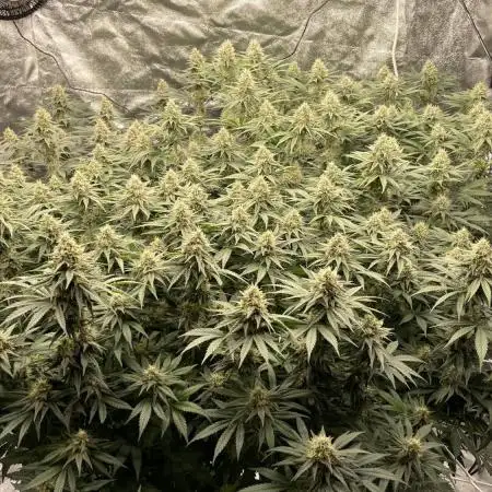 Sundae Driver