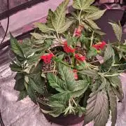 Sensi seeds: Papi Chulo O.G.