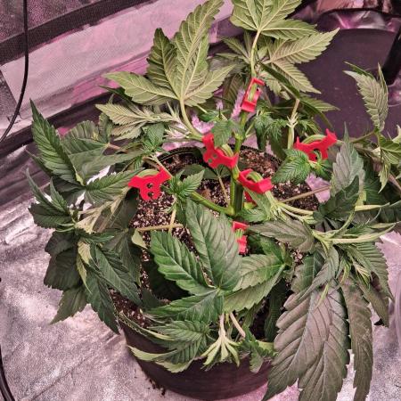 Sensi seeds: Papi Chulo O.G.