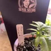 Sensi seeds: Tezla O.G.