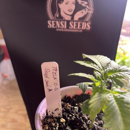 Sensi seeds: Tezla O.G.