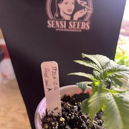 Sensi seeds: Tezla O.G.
