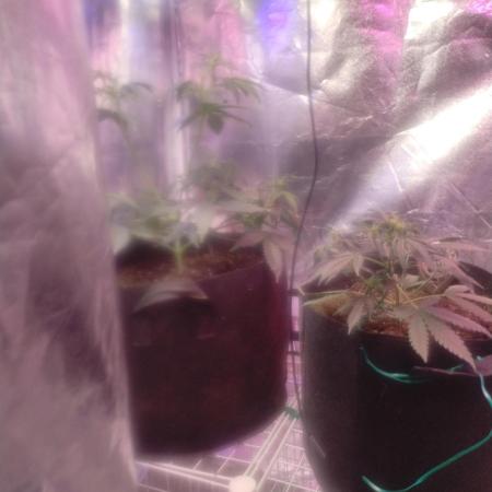 Green crack auto grow