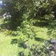 my 1st indoor tent grow