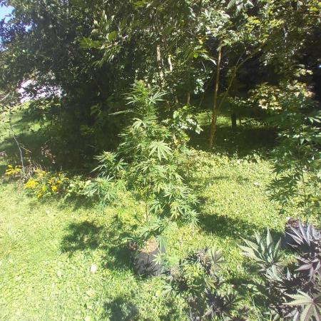 my 1st indoor tent grow