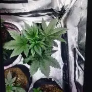 Green crack auto grow