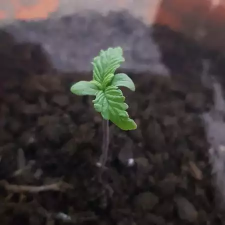 First Bagseed Grow