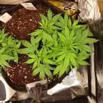 Bomberry Glue Automatic/Blueberry Auto 