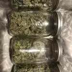 2nd Grow 1 Strain