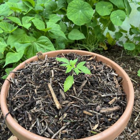 Outdoor Green House