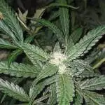 Barney's Glue Gelato Auto