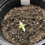 2018 Balcony Grow: White Widow XXL Auto