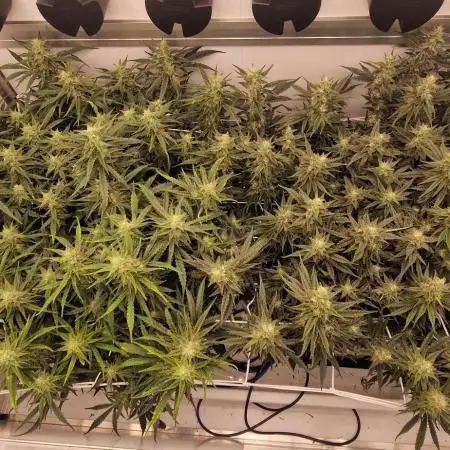 Twisted tree first time coco