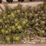 Twisted tree first time coco