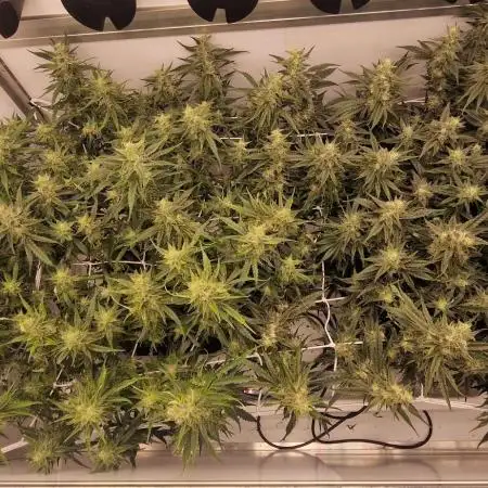 Twisted tree first time coco