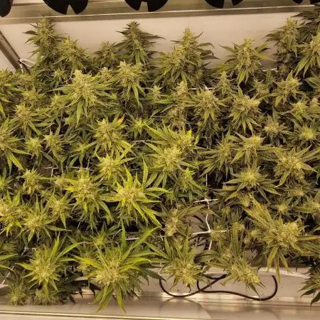 Twisted tree first time coco