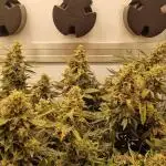 Twisted tree first time coco