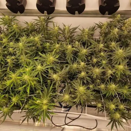 Twisted tree first time coco