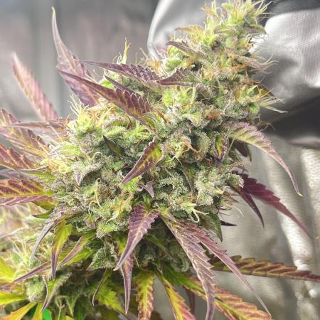 Barney’s farm automatic