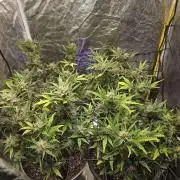 Jolly Jay/ Blackberry Cookies
