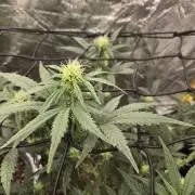 Jolly Jay/ Blackberry Cookies