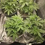 Jolly Jay/ Blackberry Cookies