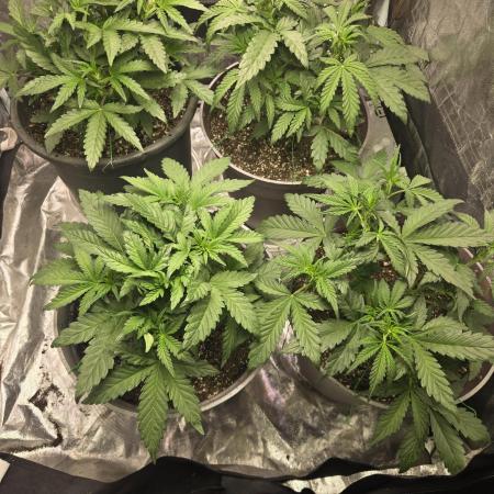 Jolly Jay/ Blackberry Cookies