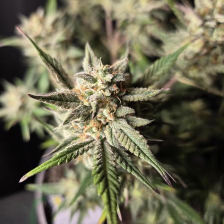 Jolly Jay/ Blackberry Cookies