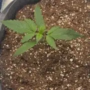 strawberry gorilla auto  autopots