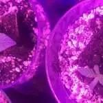 Blackberry Diesel 