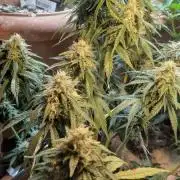 wedding cake auto 