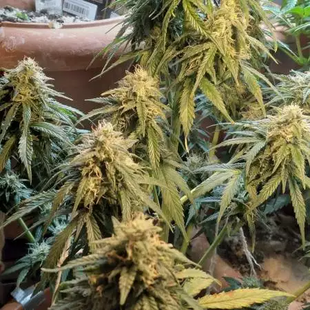 wedding cake auto 