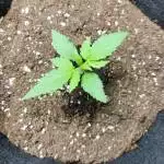 Outdoor Blue Dream, 3rd grow